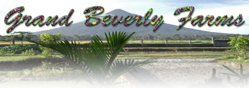 beverly_farms_banner